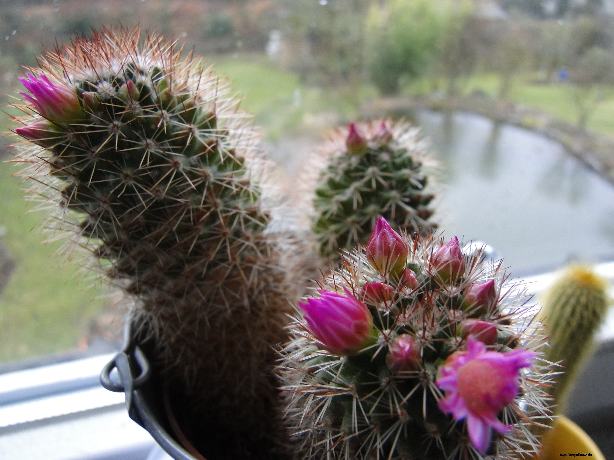 Blühender_Kaktus_1-2 Der Kaktus Blüht! 1/2