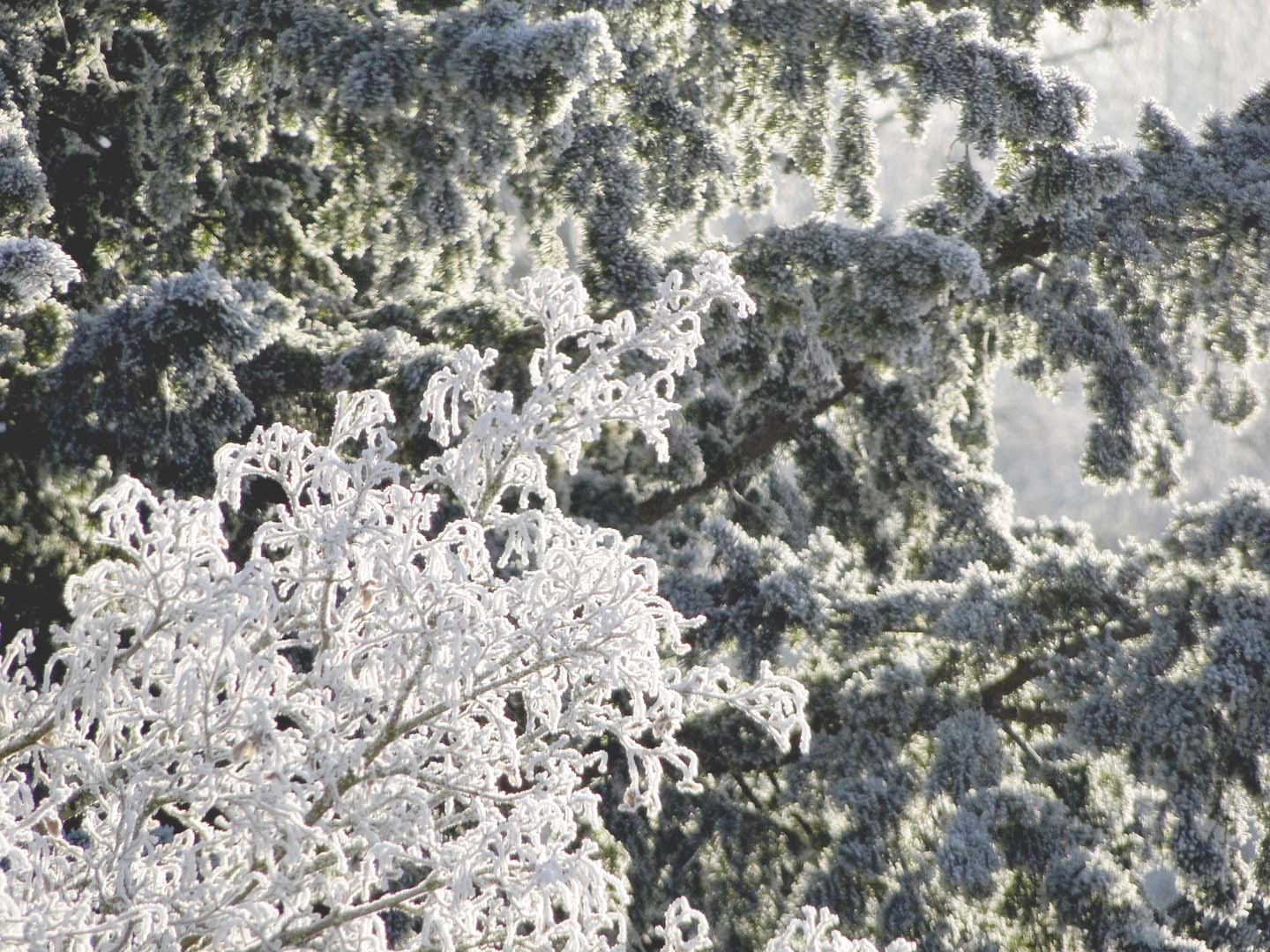 Kein Schnee. Nur Frost!