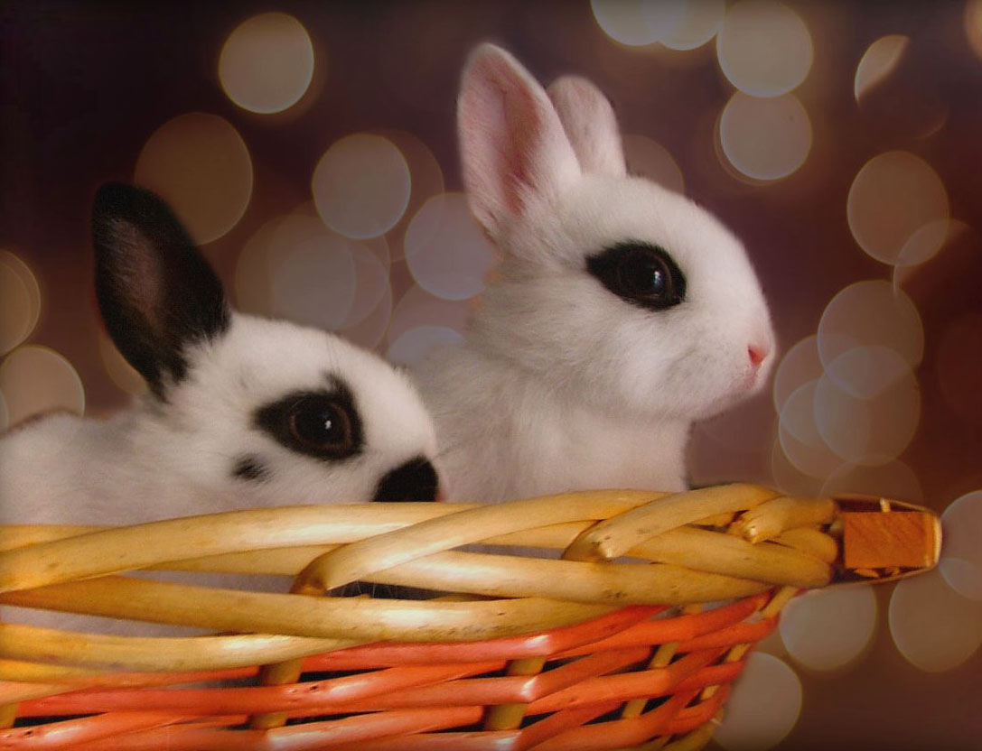 Frohe Ostern!