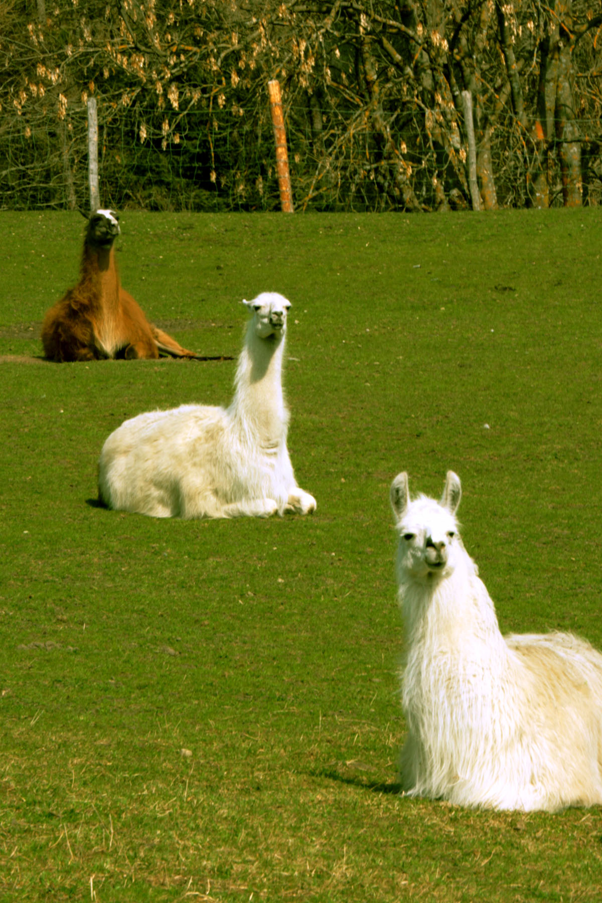 Lamas im Stubaital